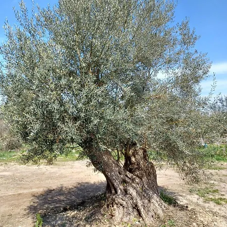 Apartment Eleonas 1, Lygia